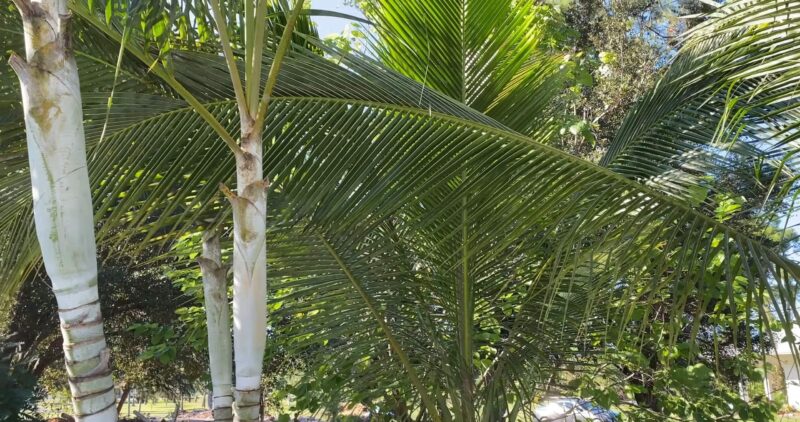 Coconut Tree - Palm - leaves