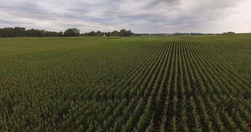 Field of Corn - Photographed by Drone