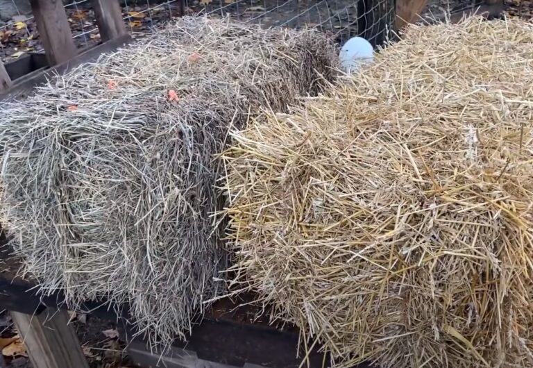 What’s the Difference Between Hay and Straw? Vital Agricultural