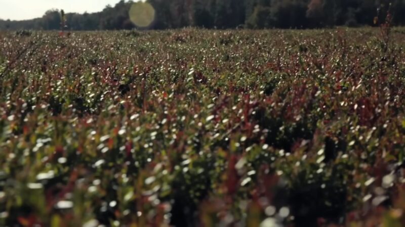 cranberry Field in the US