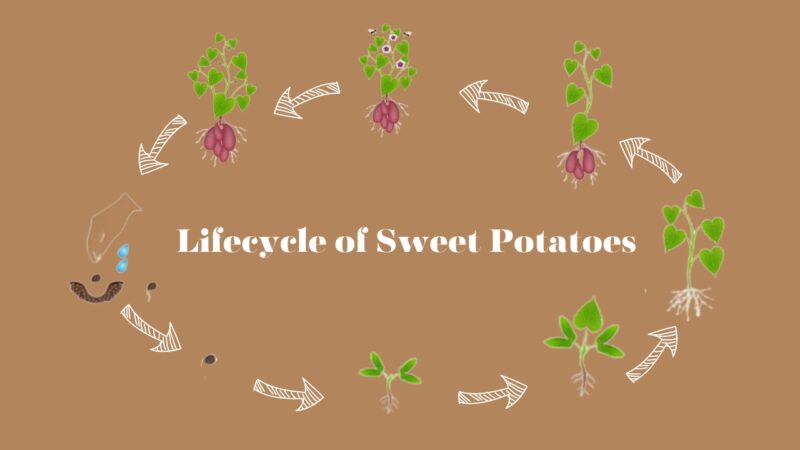 Lifecycle of sweet potatoes