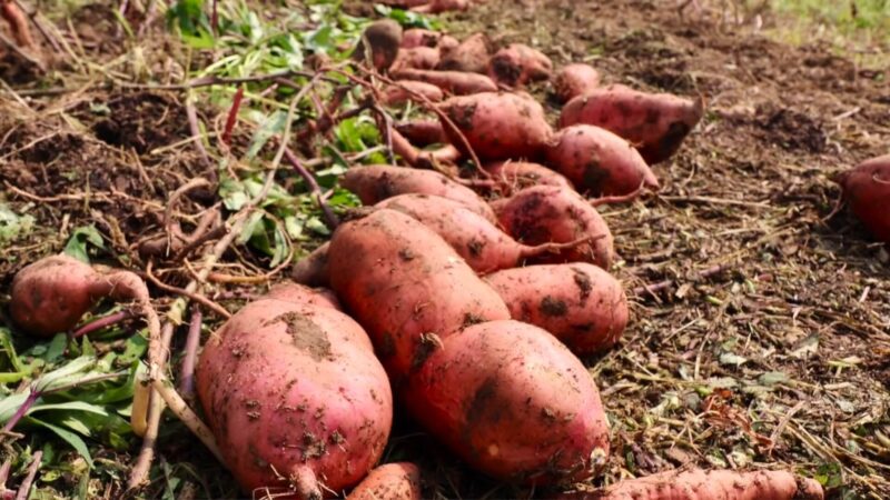 Sweet Potatoes Harvesting - Optimal Condition