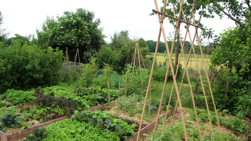 Benefits of permaculture gardening.