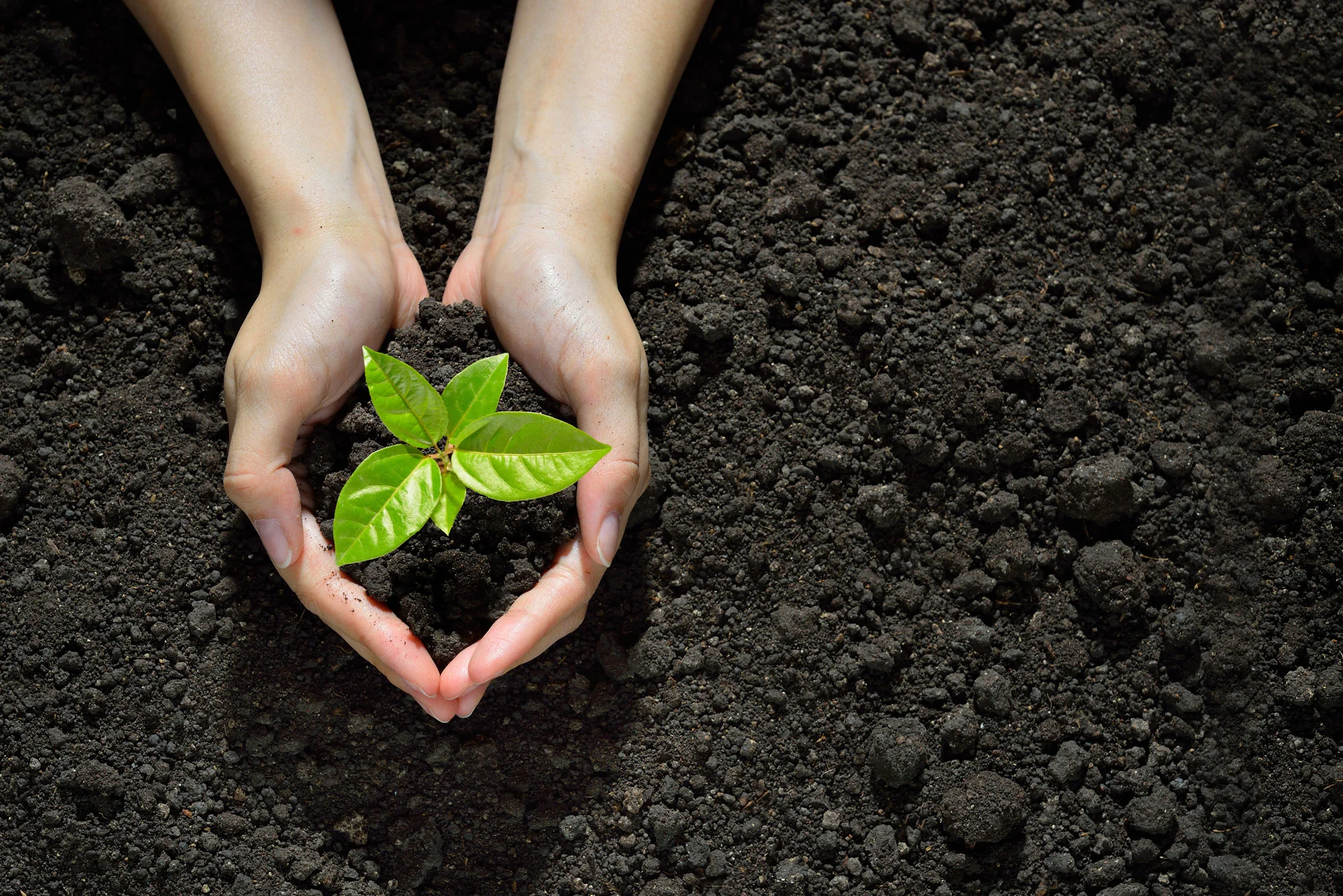 Boost your garden with natural soil health tips.