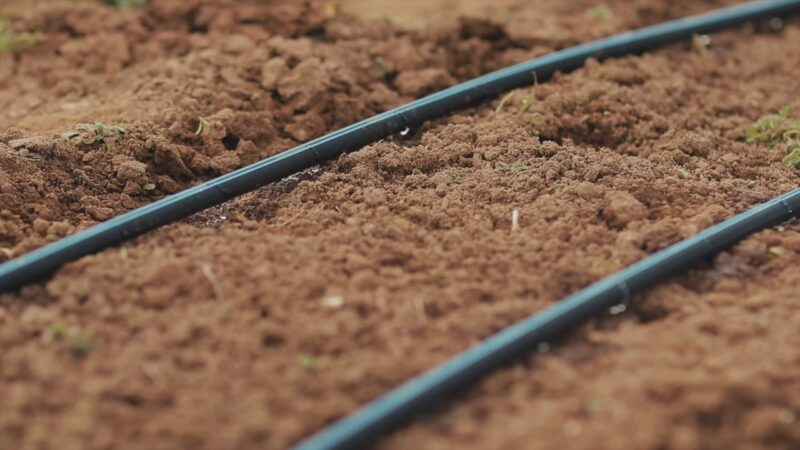 Drip Irrigation in Organic Farming