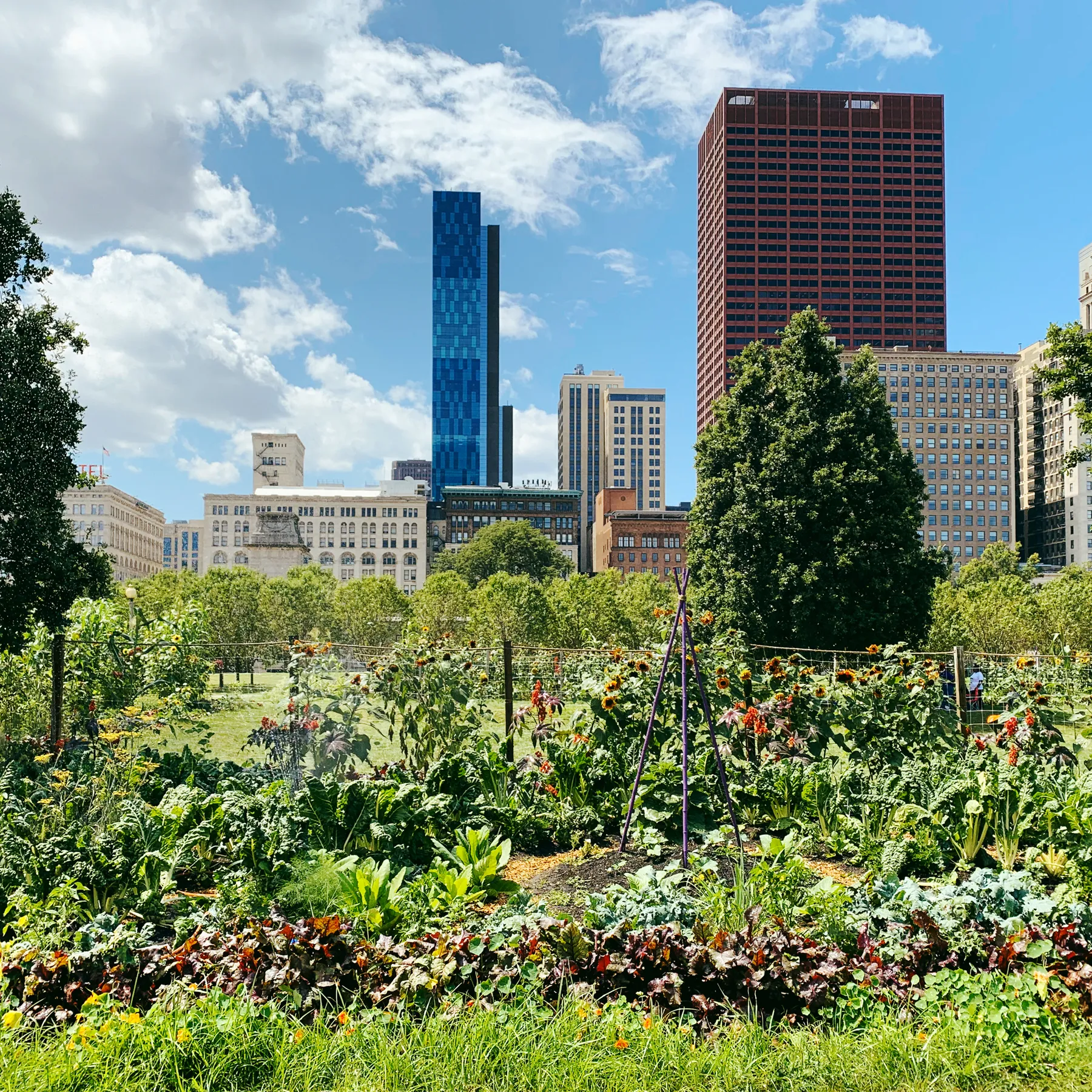 Urban farming transforms cities