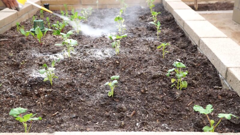 Use Diatomaceous Earth in Garden